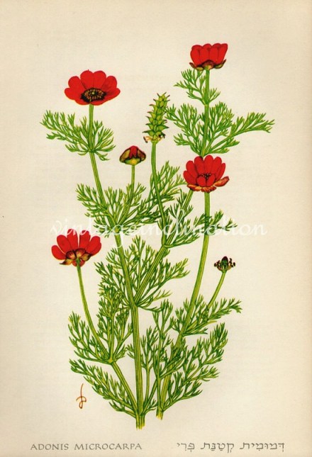 Adonis Microcarpa